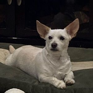 Meet your Posher, Elia